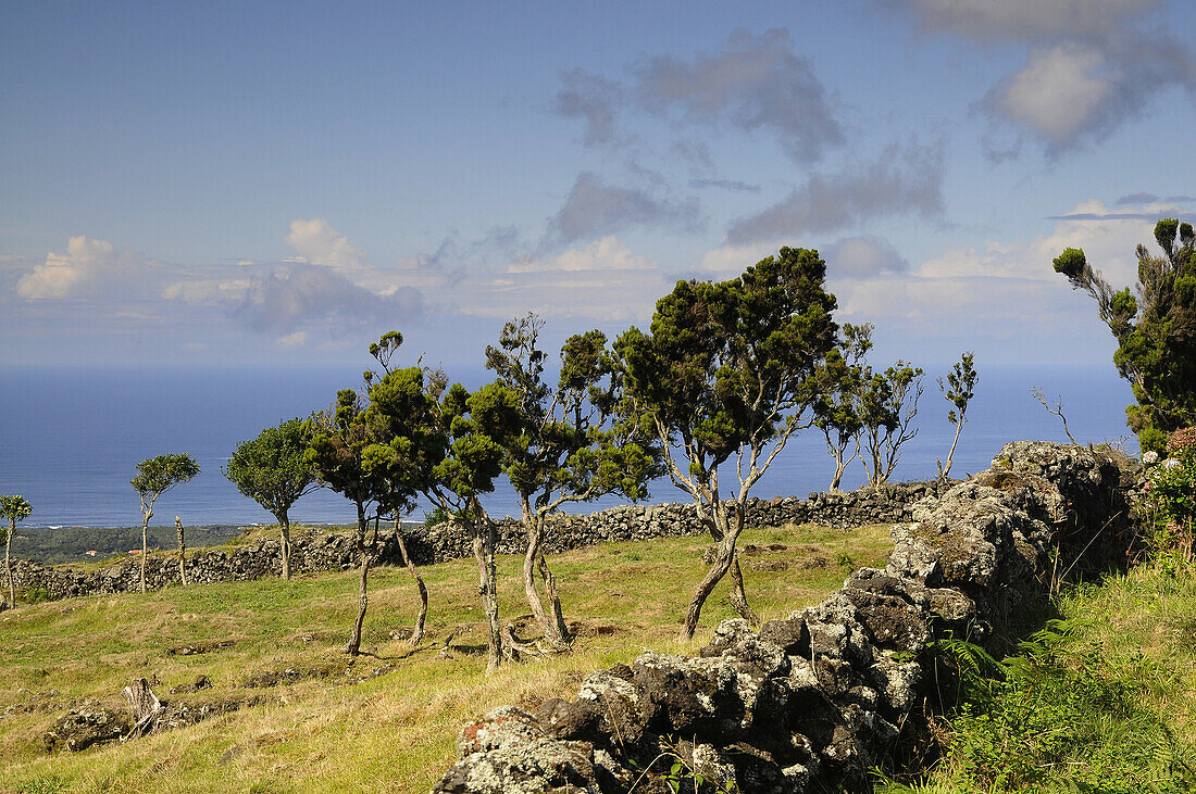 Landschaft unter dem Vulkan, Insel Pico, Azoren, Portugal