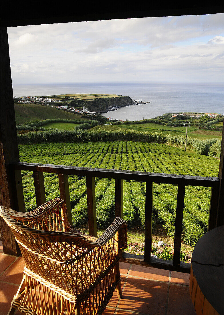 Teegebiet bei Gorreana, Insel Sao Miguel, Azoren, Portugal