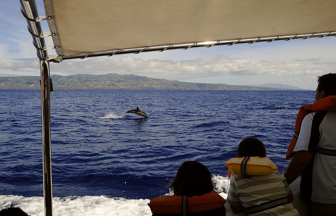 Delfine, Whale Watching vor der Insel Sao Miguel, Azoren, Portugal