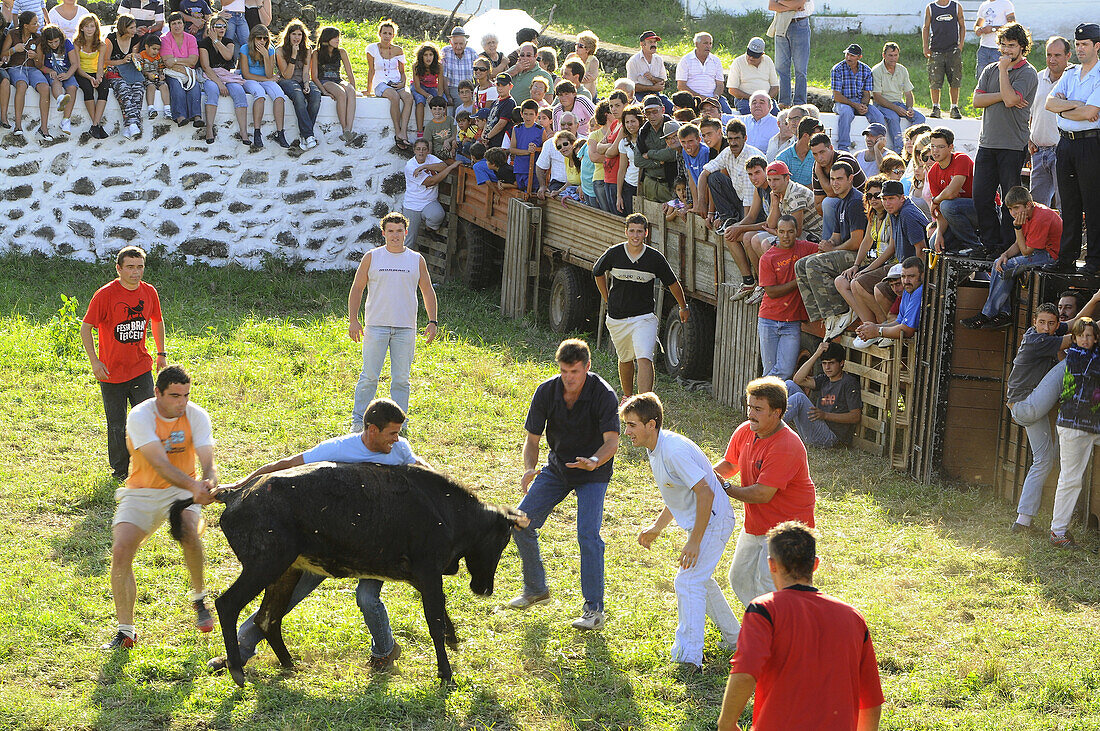 Bullfighting in Altares, Northcoast, Terceira Island, Azores, Portugal