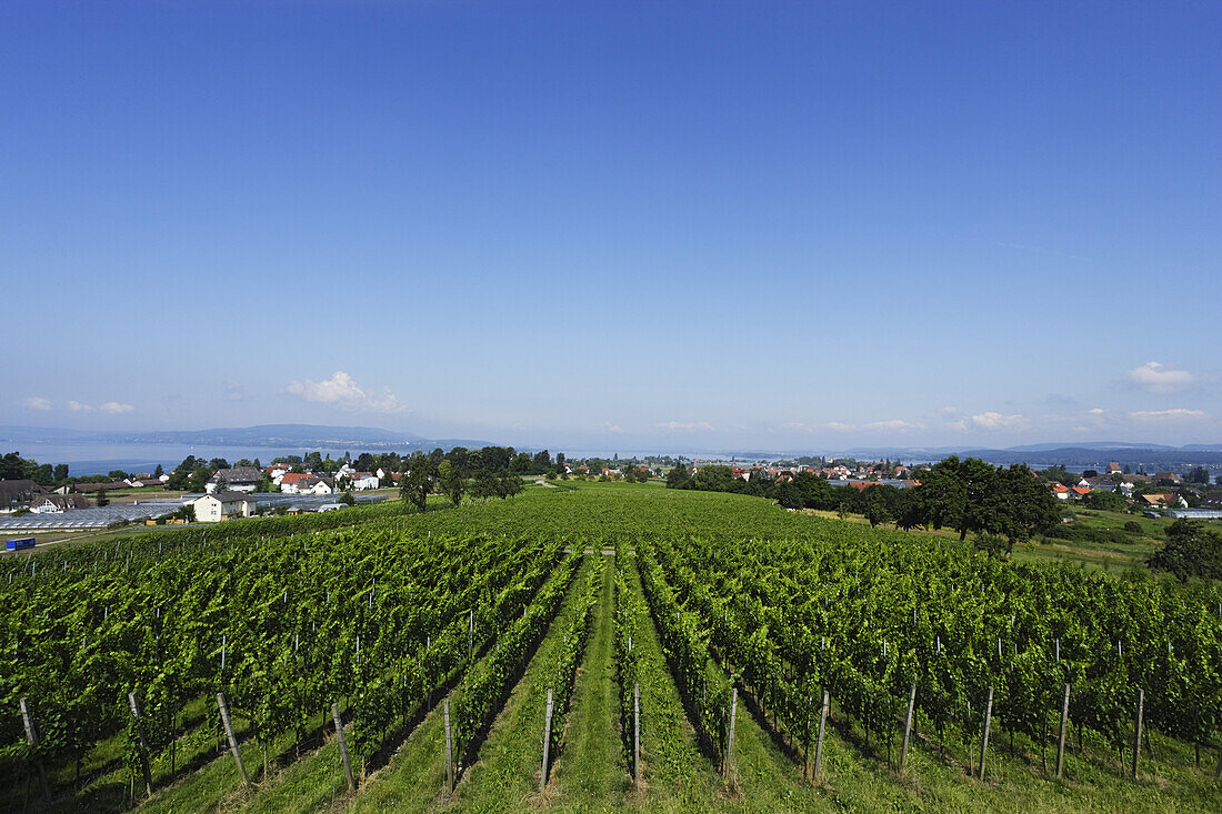 Blick über ein Weinfeld, Reichenau, Baden-Württemberg, Deutschland