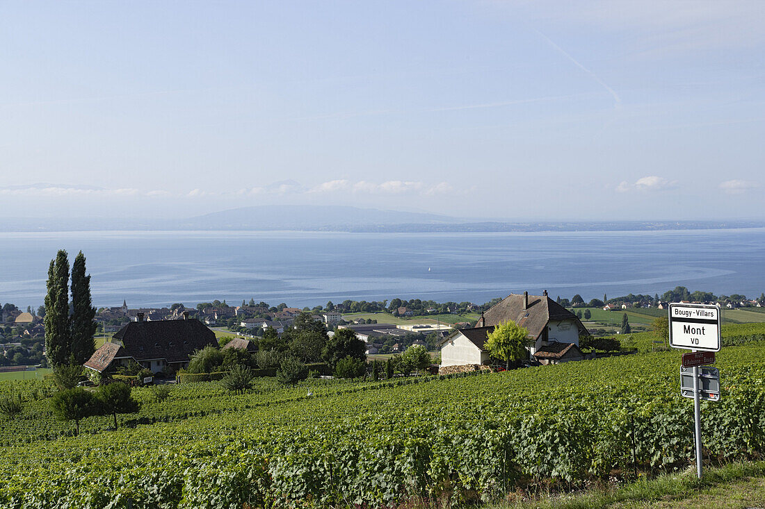 View over vineyards to Lake Geneva, La Cote, Canton of Vaud, Switzerland