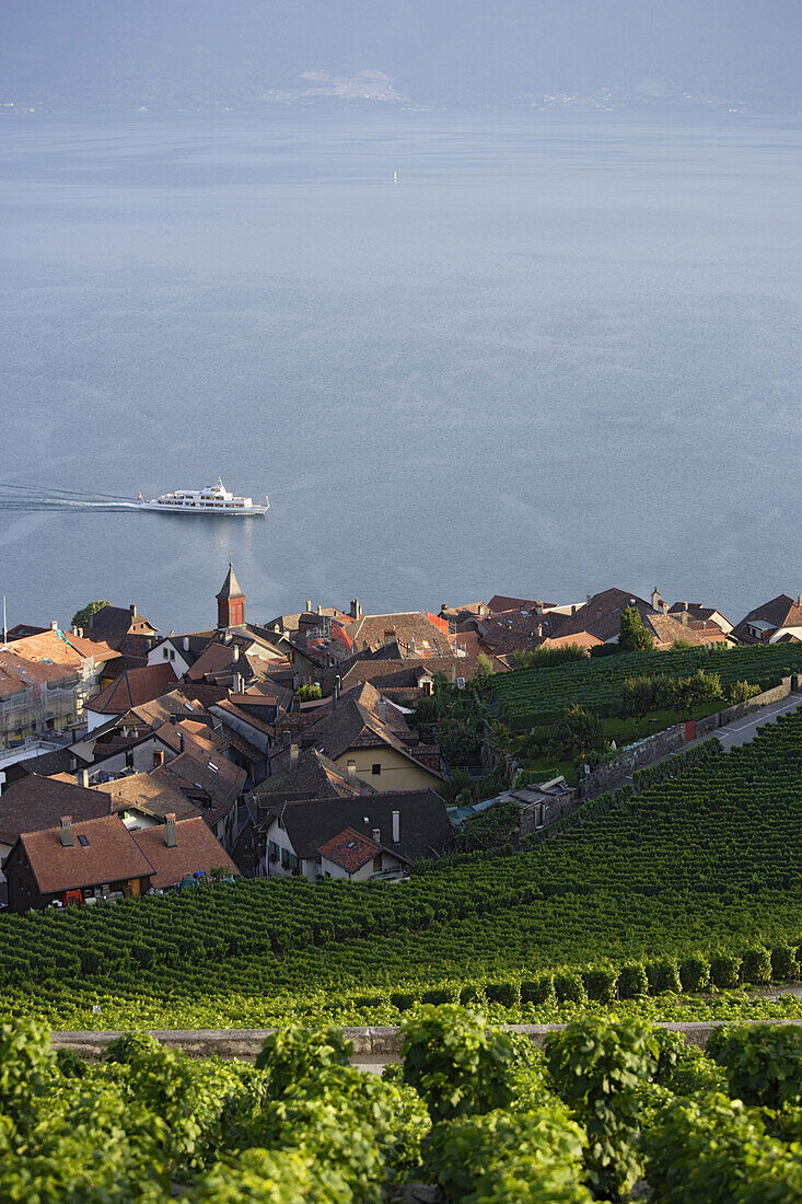 View over vineyards and Rivaz to lake Geneva, Lavaux, Canton of Vaud, Switzerland