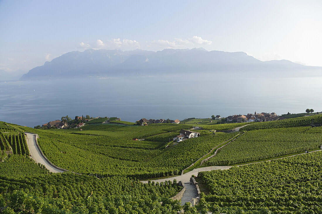 Blick über Weinberge und Rivaz auf den Genfersee, Lavaux, Kanton Waadt, Schweiz