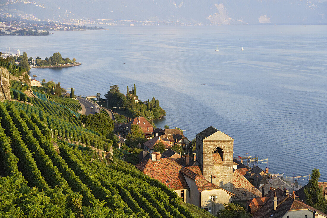 View over vineyards and Saint-Saphorin to lake Geneva, Lavaux, Canton of Vaud, Switzerland