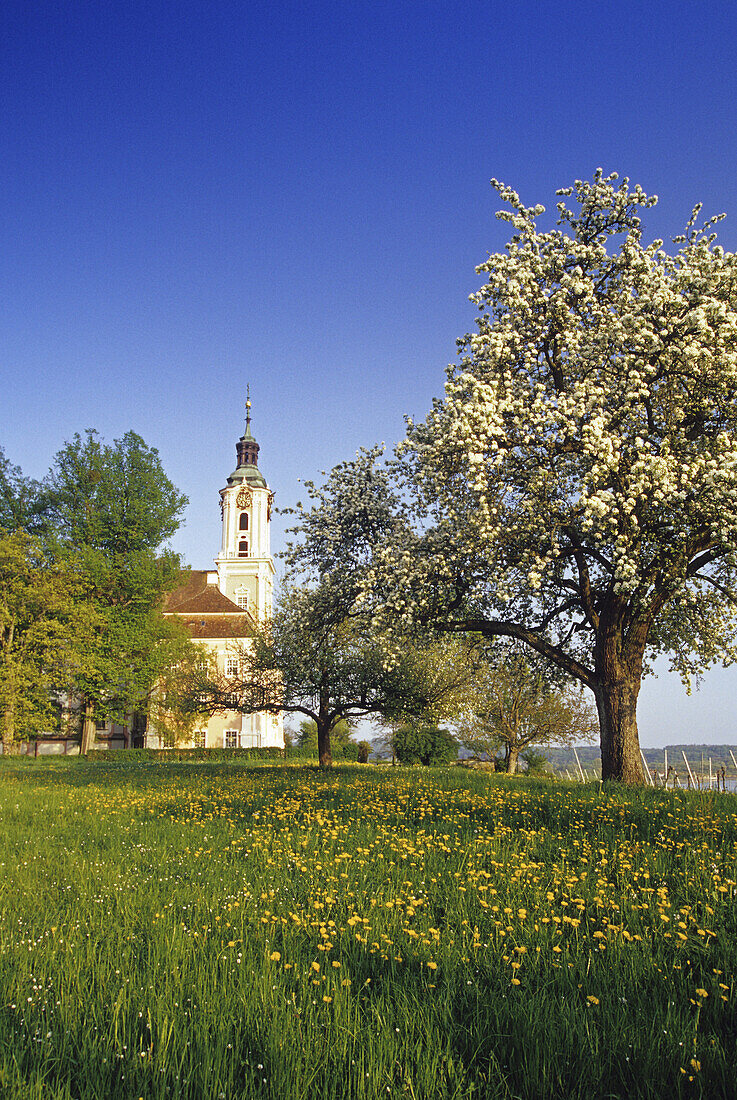 Blühender Birnbaum vor der Wallfahrtskirche Kloster Birnau, Bodensee, Baden-Württemberg, Deutschland