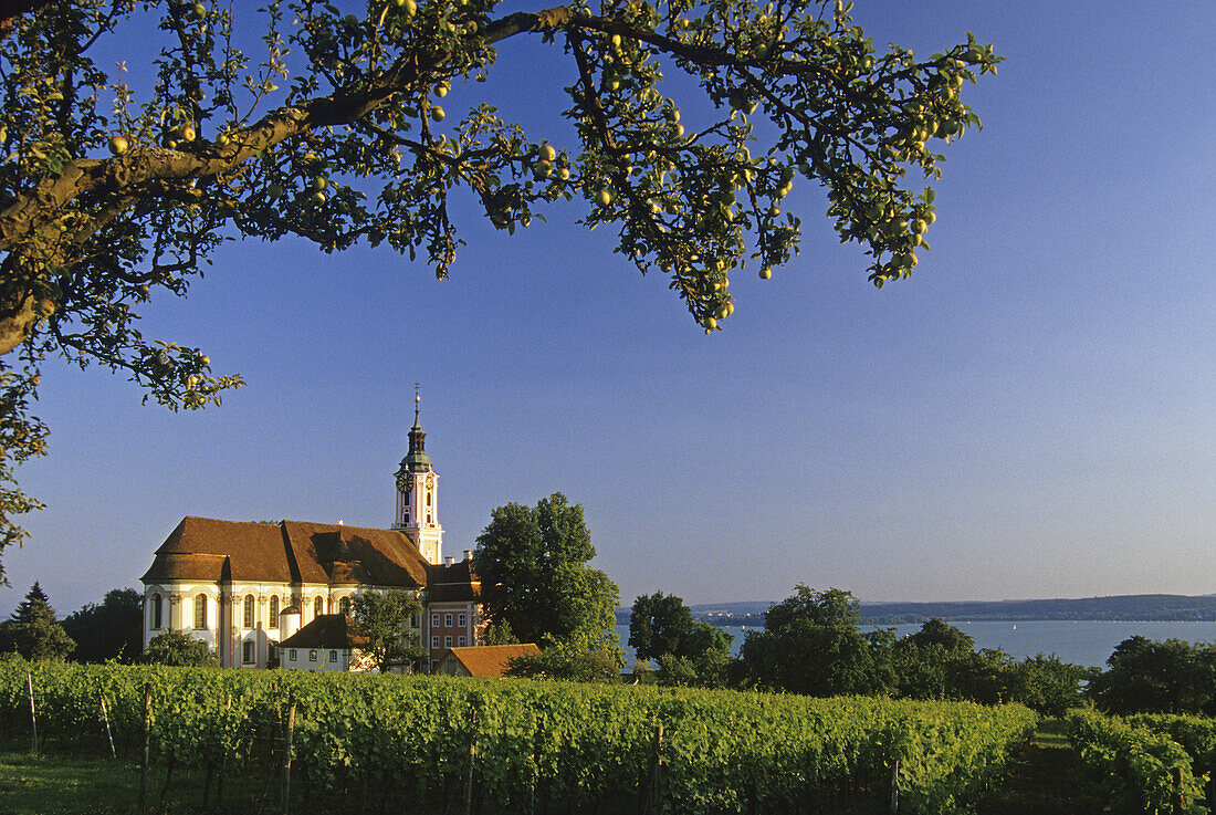 Ast eines Apfelbaumes und Wallfahrtskirche Kloster Birnau im Sonnenlicht, Bodensee, Baden-Württemberg, Deutschland