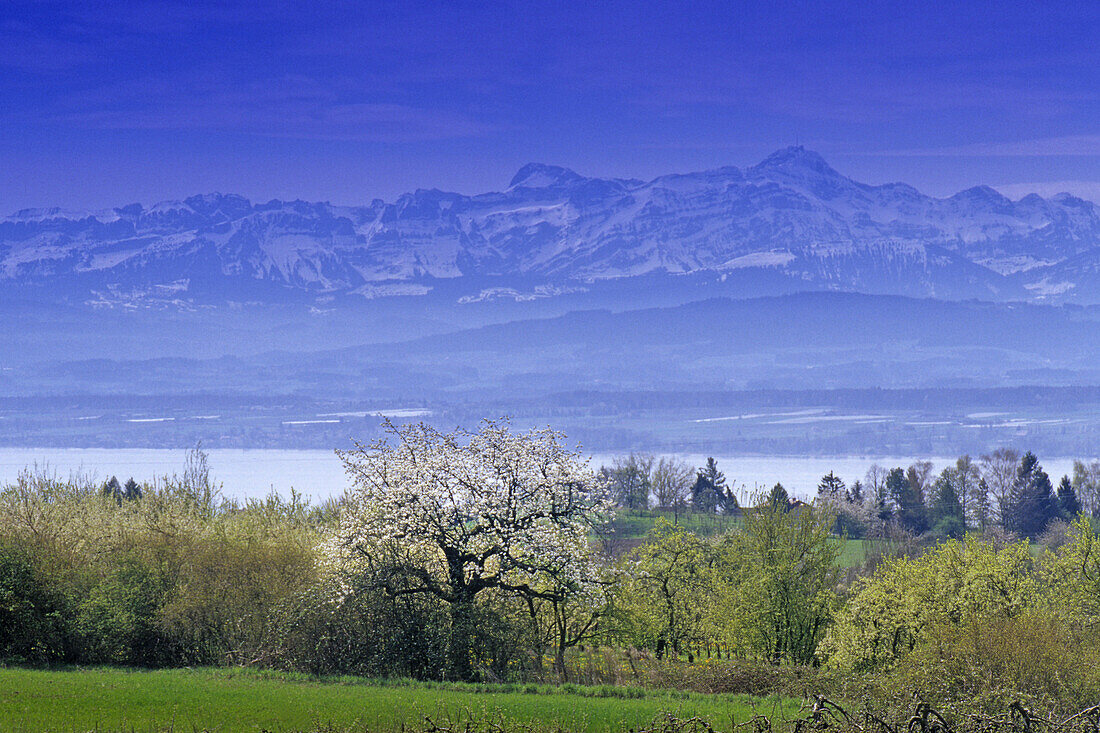 Landschaft am Bodensee mit blühendem Kirschbaum, Baden-Württemberg, Deutschland