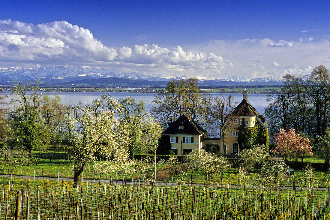 Fruit tree blossom, vineyards in spring, Lake Constance, Baden-Wurttemberg, Germany