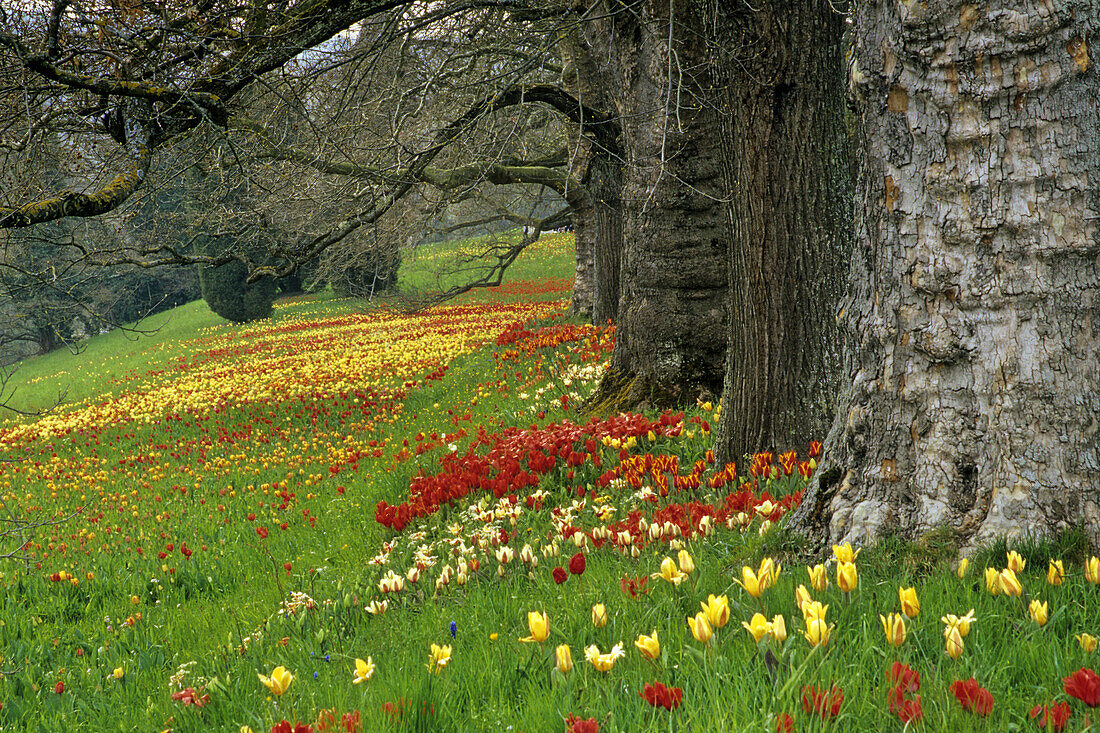 Tulips flowering, Mainau island, Baden-Wurttemberg, Germany