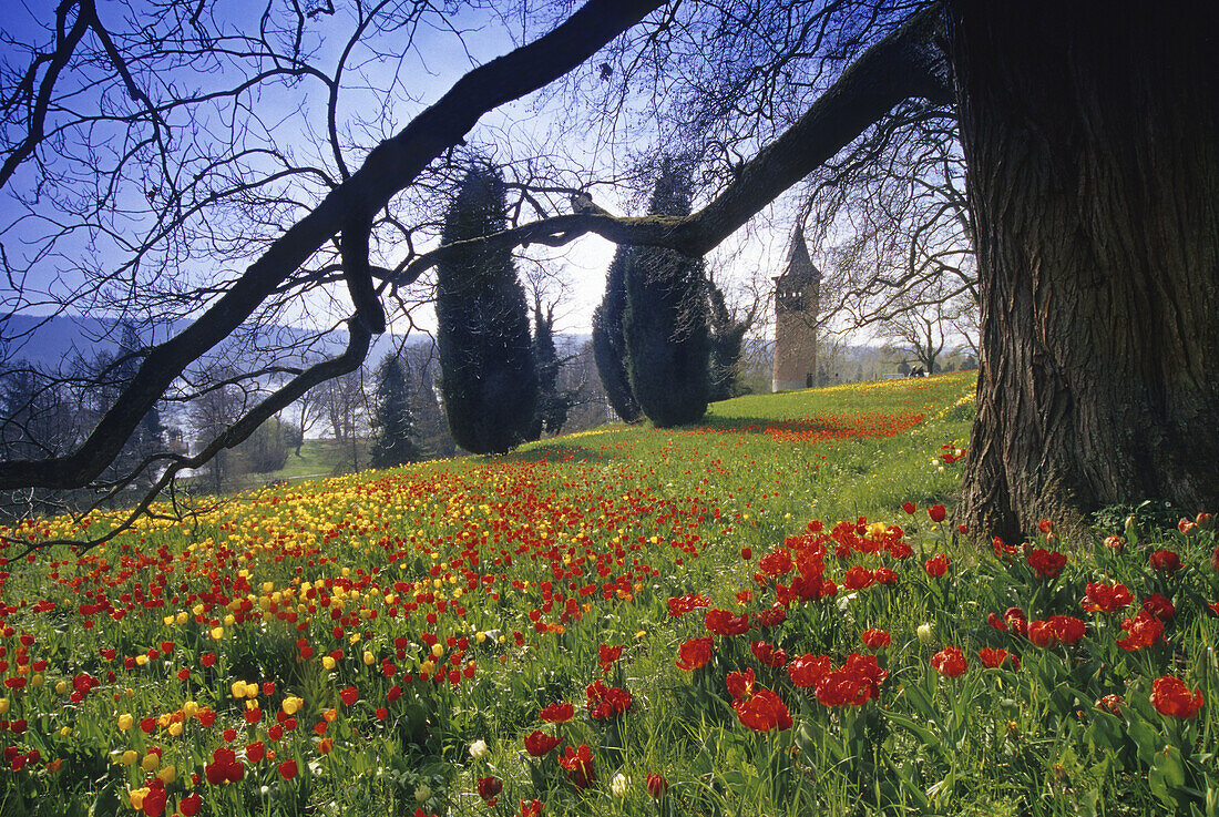 Blooming tulips and bare tree in front of Sweden tower, Mainau island, Lake Constance, Baden Wurttemberg, Germany