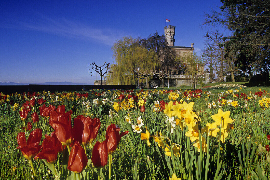 Monfort castle at Lake Constance in spring, Langenargen, Baden-Wurttemberg, Germany