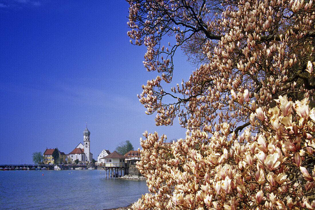 Magnolia blossom, view over Lake Constance to Wasserburg, Bavaria, Germany