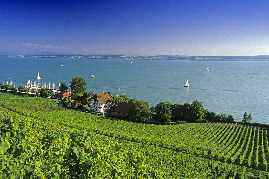 Vineyards at Lake Constance, Baden-Wurttemberg, Germany