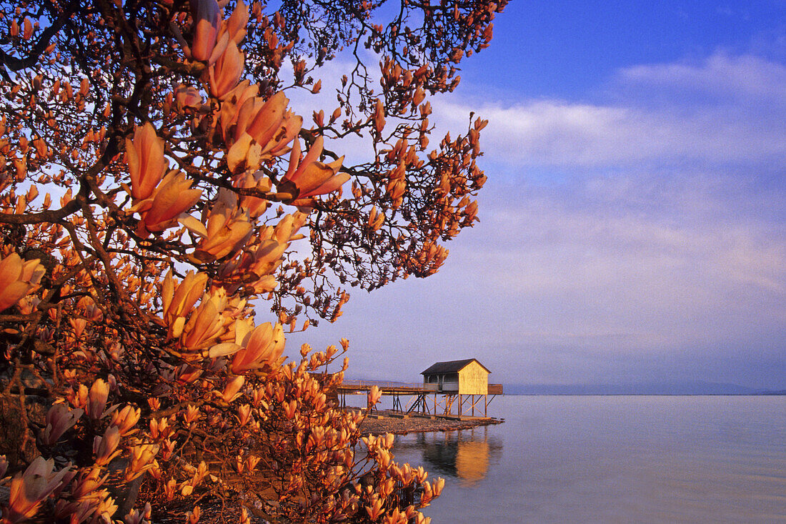 Blühender Magnolienbaum am Bodensee, Wasserburg, Bayern, Deutschland