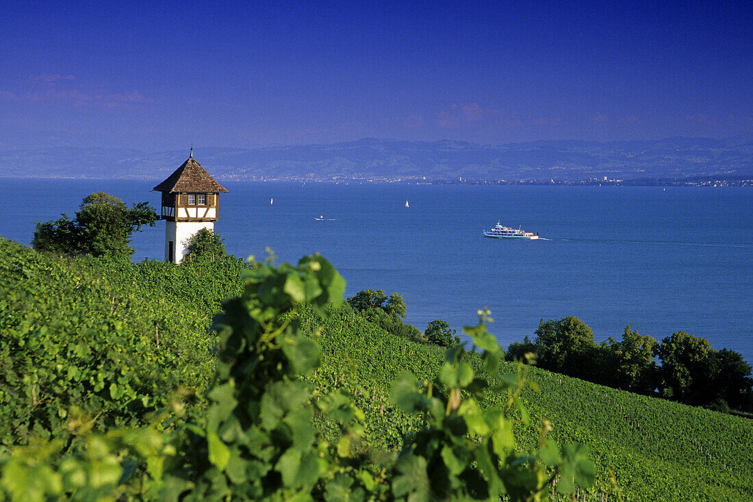 Weinberg mit Fachwerkturm am Bodensee, Baden-Württemberg, Deutschland