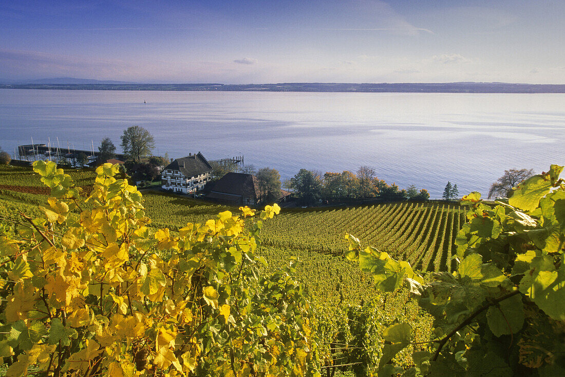 Vineyards at Lake Constance, Baden-Wurttemberg, Germany