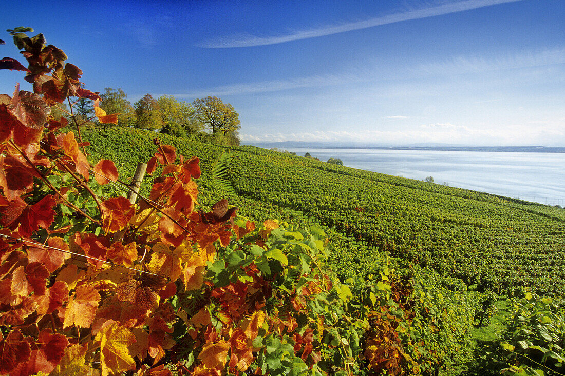 Vineyards at Lake Constance, Baden-Wurttemberg, Germany