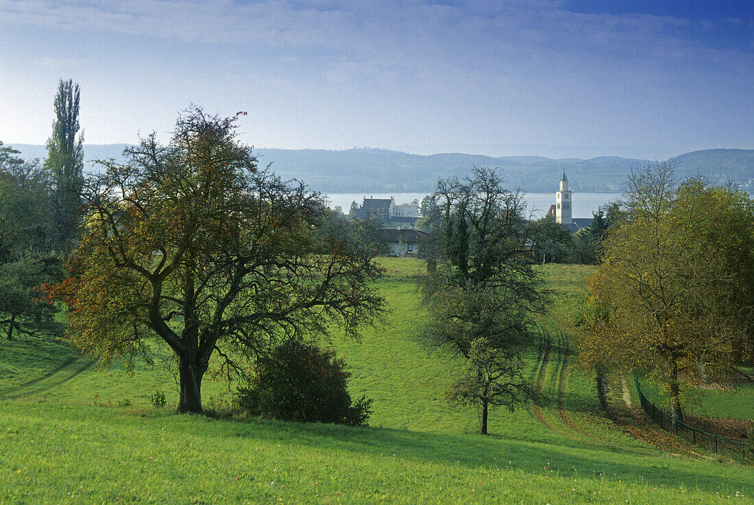 View over trees and meadows to the minster, Ueberlingen, Lake Constance, Baden Wurttemberg, Germany