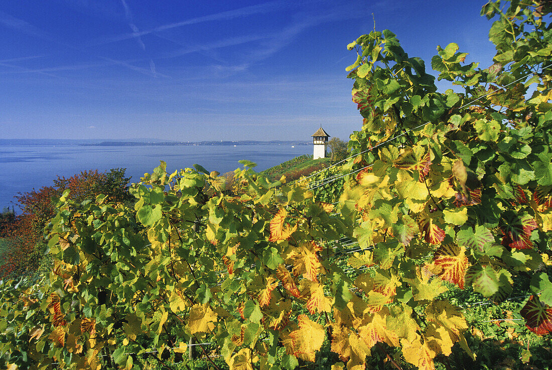 Vines in front of tower at lakeshore, Lake Constance, Baden-Wurttemberg, Germany