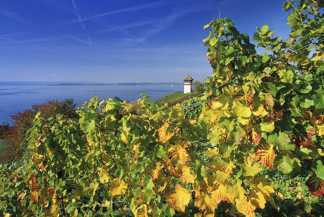 Weinreben vor einem Turm am Seeufer, Bodensee, Baden-Württemberg, Deutschland