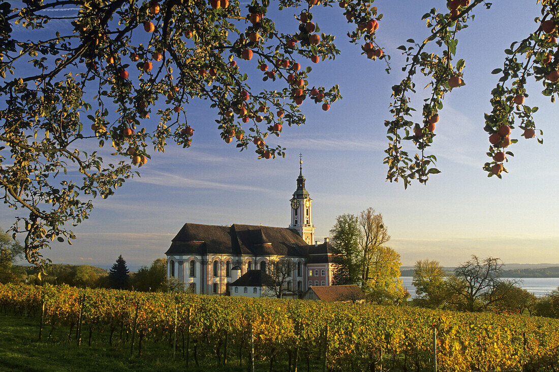 Vineyard with pilgrimage church Birnau, Unteruhldingen, Baden Wurttemberg, Germany