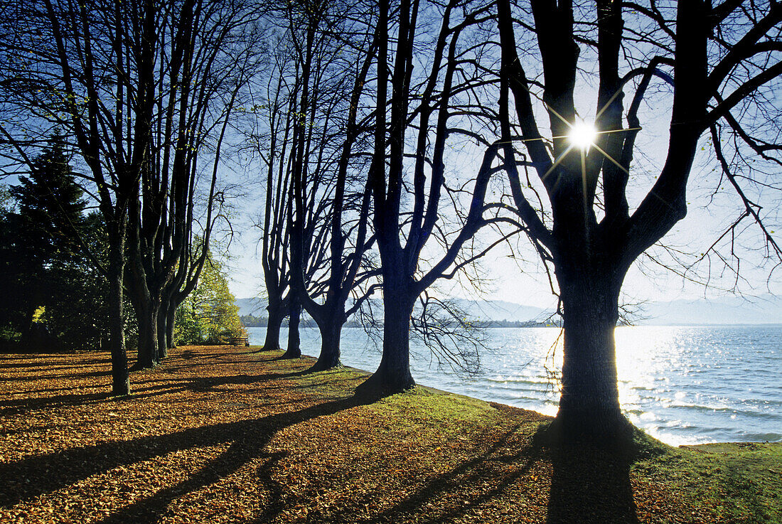 Alley of lime trees at the lakeshore in the sunlight, Lake Constance, Bavaria, Germany