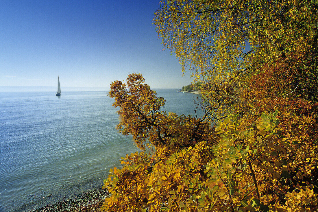 Autumn scenery at Lake Constance, near Hagnau, Baden-Wurttemberg, Germany