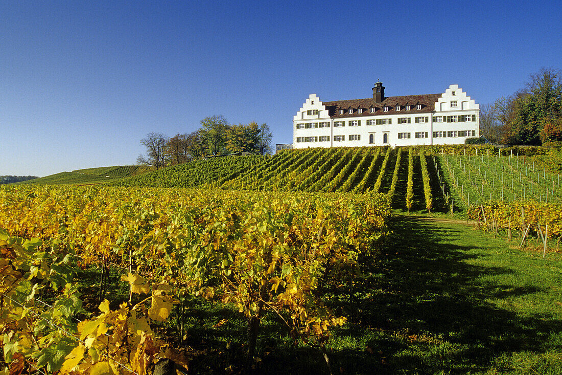 Vineyard at Hersberg castle, near Immenstaad, Lake Constance, Baden-Wurttemberg, Germany