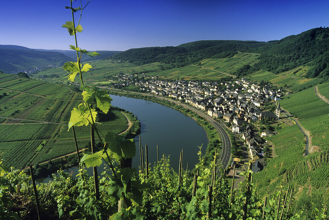 Blick über Weinreben auf die Mosel bei Bremm, Bremm, Mosel, Rheinland-Pfalz, Deutschland