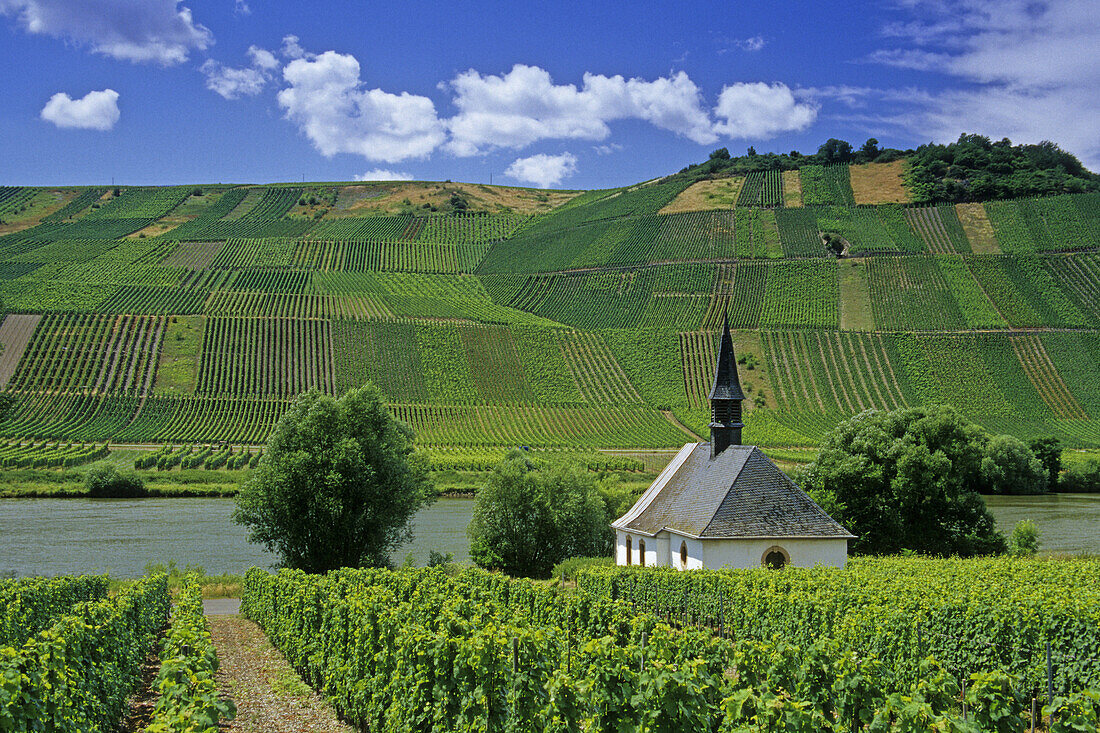 Weinberg mit Märtyrerkapelle, Neumagen, Rheinland-Pfalz, Deutschland