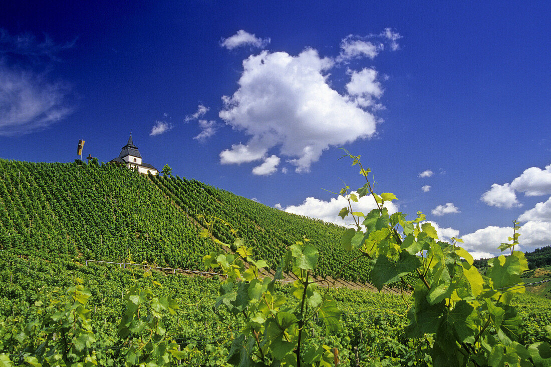 Weinberg mit Kapelle, Trittenheim, Rheinland-Pfalz, Deutschland