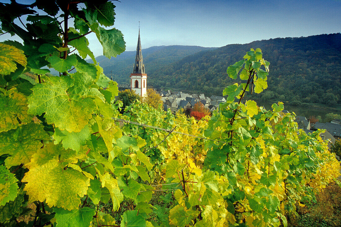 view from the vineyards to St. Martin church, Ediger-Eller, Rhineland-Palatinate, Germany