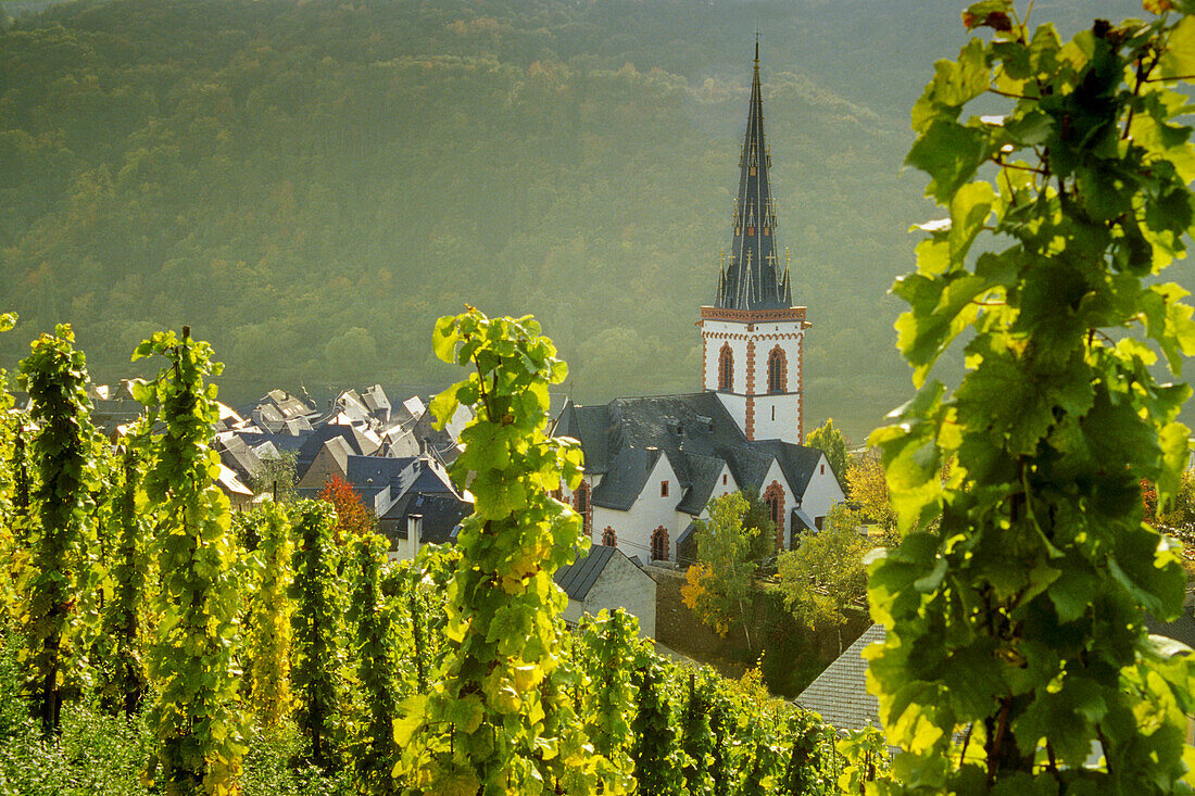 view from the vineyards to St. Martin church, Ediger-Eller, Rhineland-Palatinate, Germany