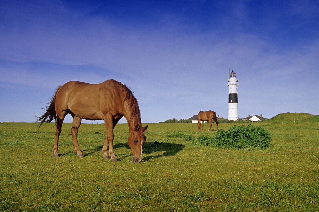 Horses grazing, lighthouse in background, Kampen, Sylt island, Schleswig-Holstein, Germany