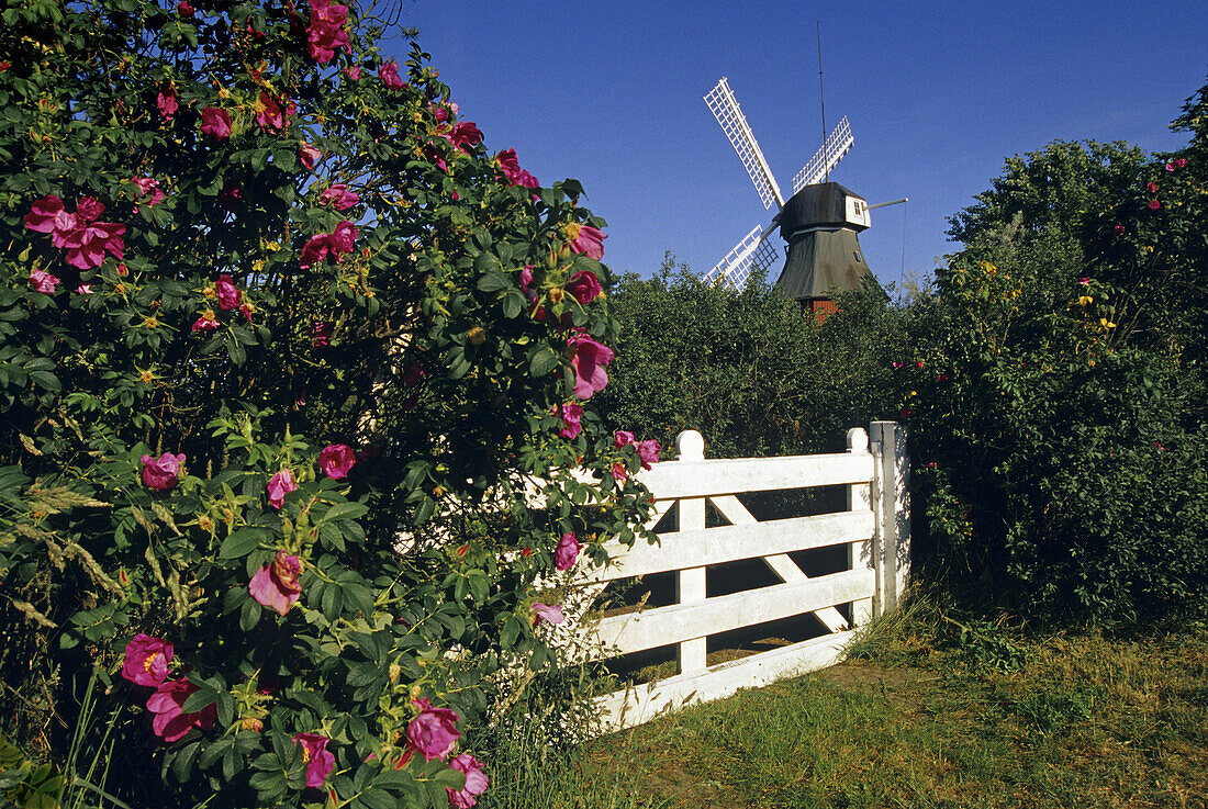 Dog roses and windmill under blue sky, Amrum island, North Friesland, Schleswig-Holstein, Germany