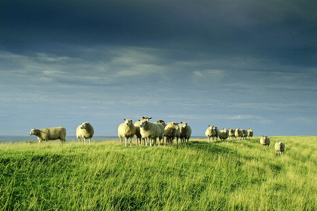 Flock of sheep on a dike, Pellworm island, Schleswig-Holstein, Germany