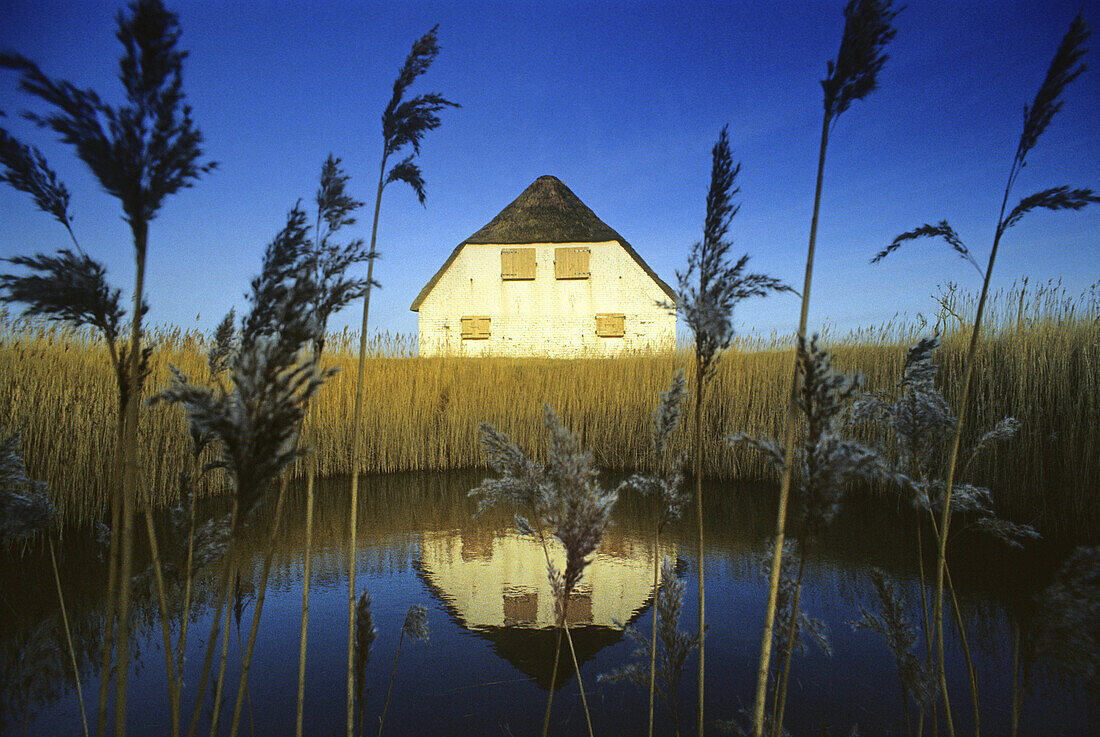 House on a pond with common reed, Langeneß holm, North Friesland, Schleswig-Holstein, Germany