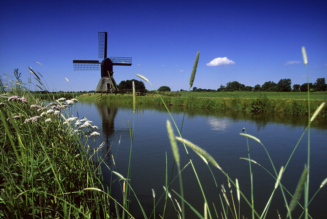 Windmühle in der Wilstermarsch unter blauem Himmel, Nordfriesland, Schleswig-Holstein, Deutschland