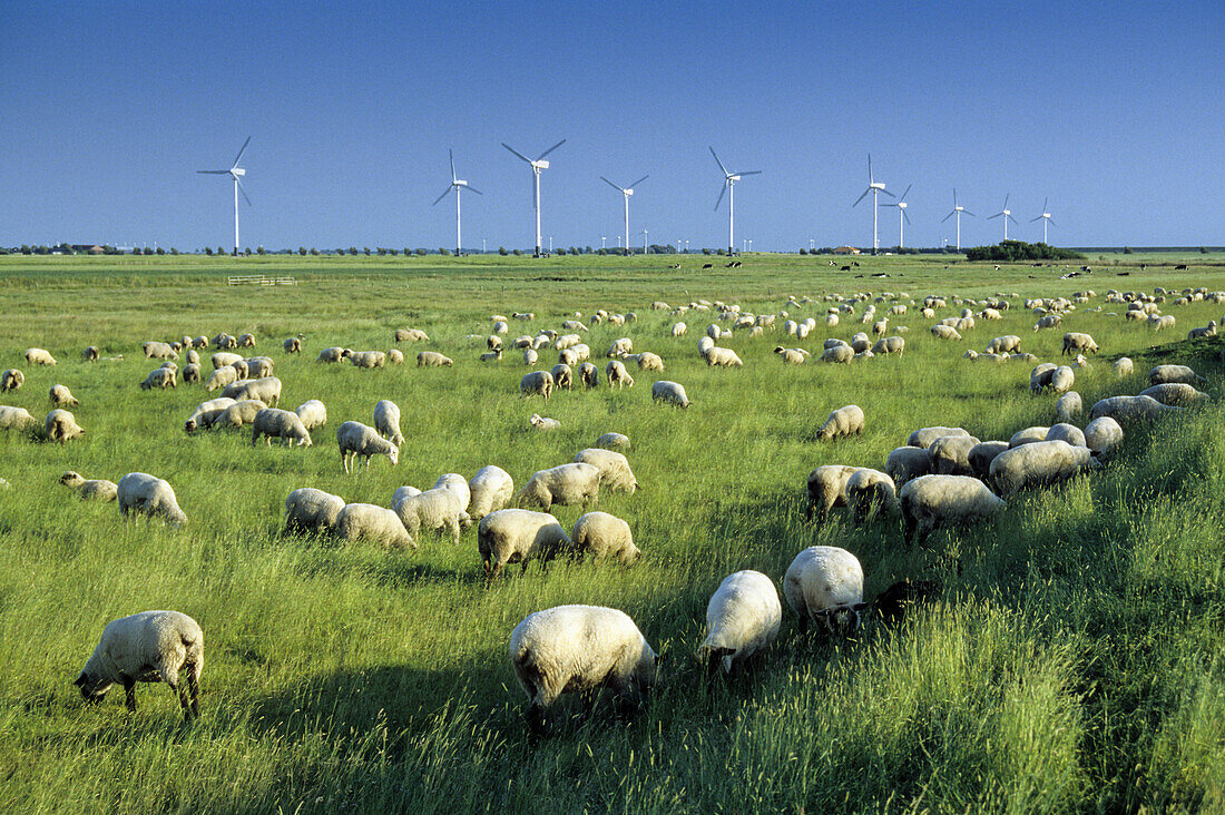 Flock of sheep grazing, wind turbines in background, Pilsum, East Friesia, Lower Saxony, Germany