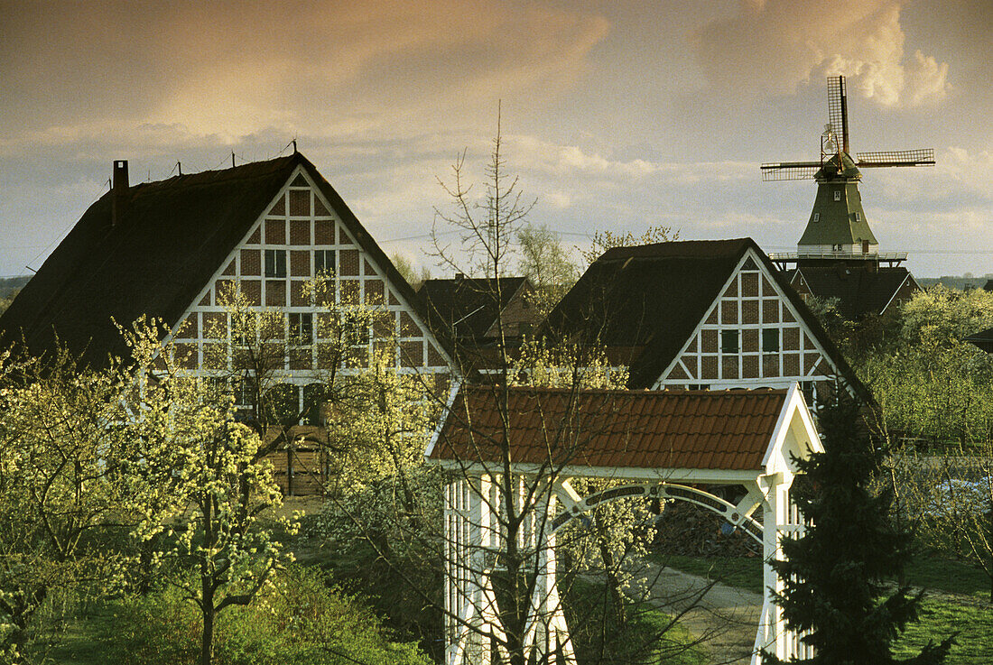 Blooming fruit trees in front of half-timbered houses with thatched roof and windmill, Altes Land, Lower Saxony, Germany