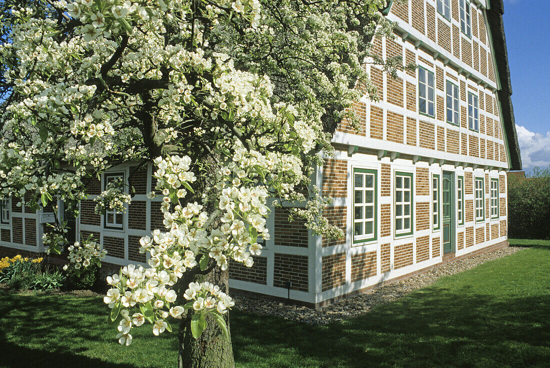 Blooming apple tree in front of half-timbered house, Jork, Altes Land, Lower Saxony, Germany