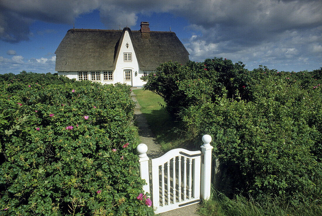 Reetdachhaus hinter grüner Hecke mit Tor, Morsum, Insel Sylt, Nordfriesland, Schleswig-Holstein, Deutschland