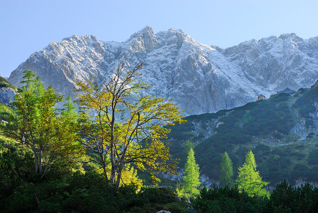 Herbstlich verfärbte Bäume mit Grünstein und Coburger Hütte, Mieminger Gebirge, Tirol, Österreich