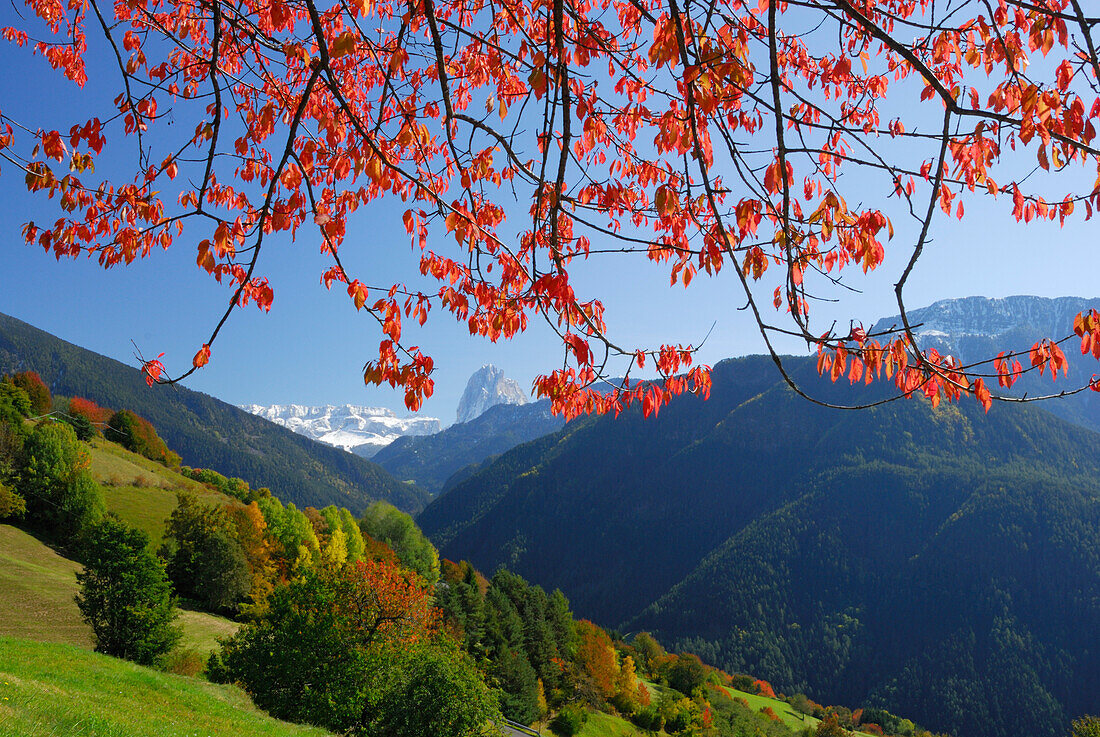 Sella range and Langkofel above trees in autumn colours in valley Groednertal, Dolomites, South Tyrol, Italy