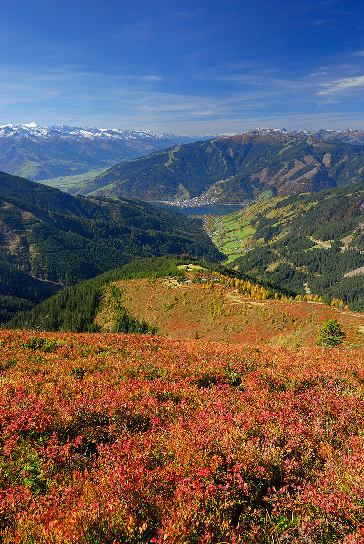 View from Hundstein to Hohe Tauern range, village Zell am See and Schmittenhoehe with autumn colours of huckleberry and larches, Dientner Schieferberge range, Dientner Schieferalpen, Salzburg, Austria