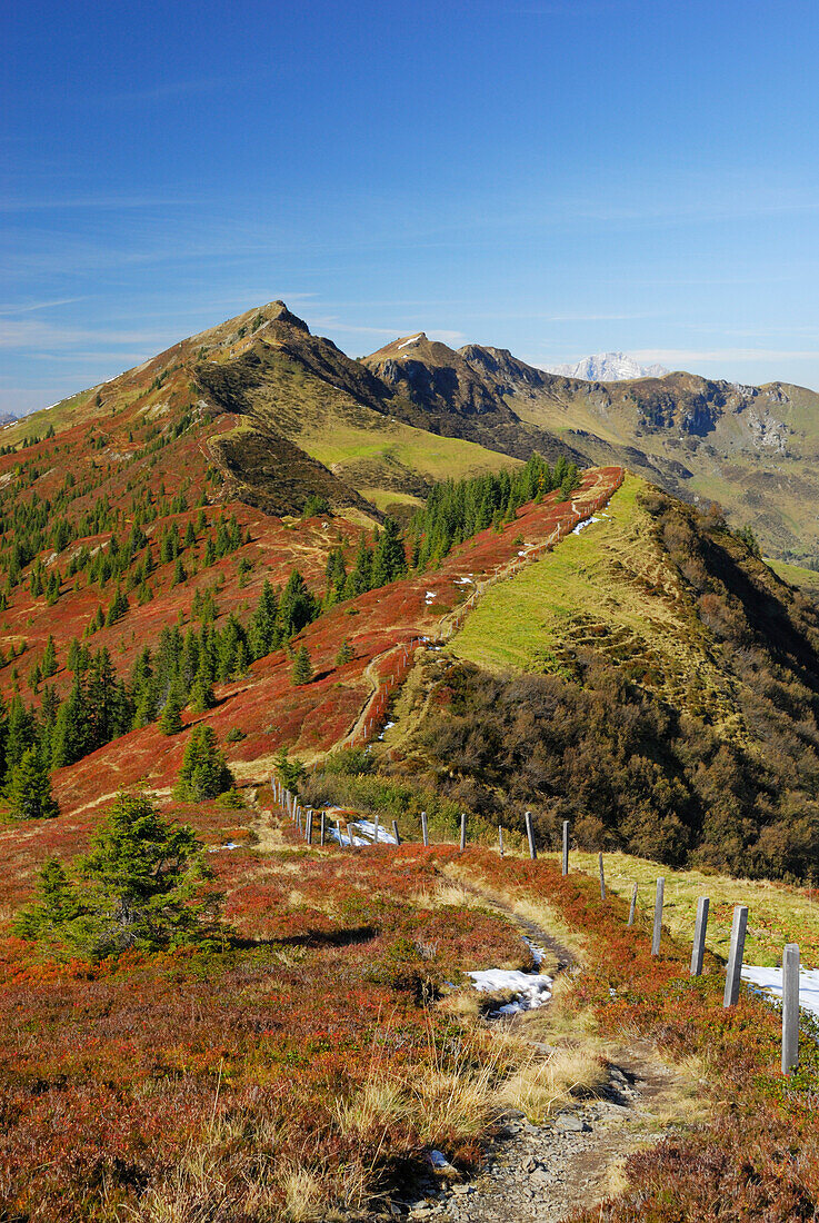 Trail from Hundstein to Schwalbenwand with autumn colours of huckleberry, Dientner Schieferberge range, Dientner Schieferalpen, Salzburg, Austria