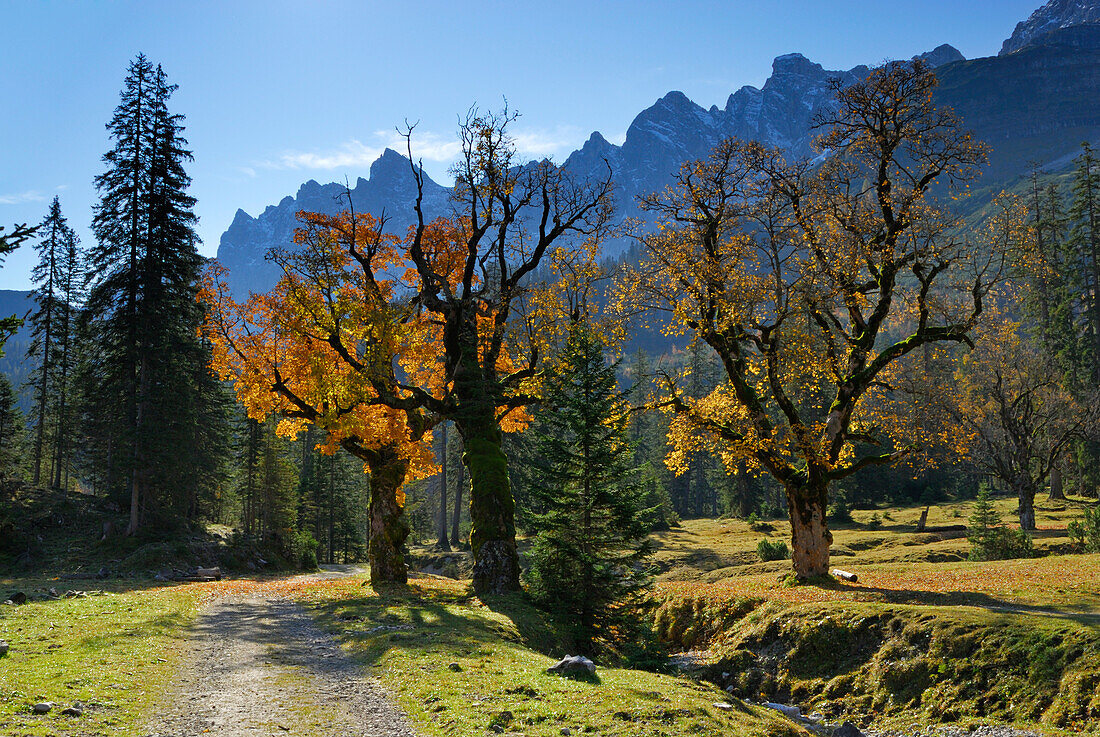 Kleiner Ahornboden mit herbstlich verfärbten Ahorn, Laliderer Wände und Bockkarspitze, Karwendel, Tirol, Österreich