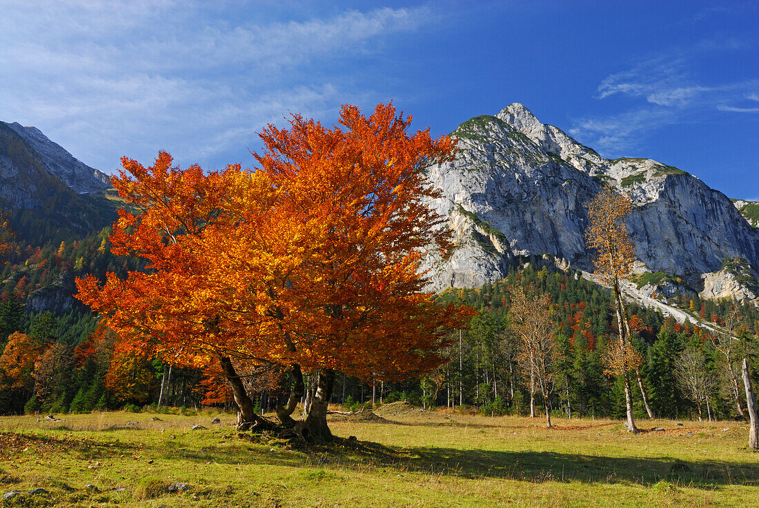 Herbstlich verfärbte Buche mit Roßkopfspitze, Engtal, Eng, Karwendel, Tirol, Österreich