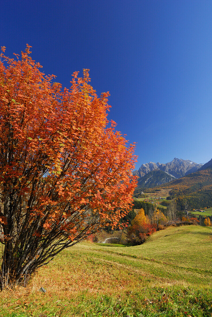 Mountain ash in autumn colours with view to Piz Lischana and Piz San Jon, Unterengadin, Engadin, Grisons, Switzerland